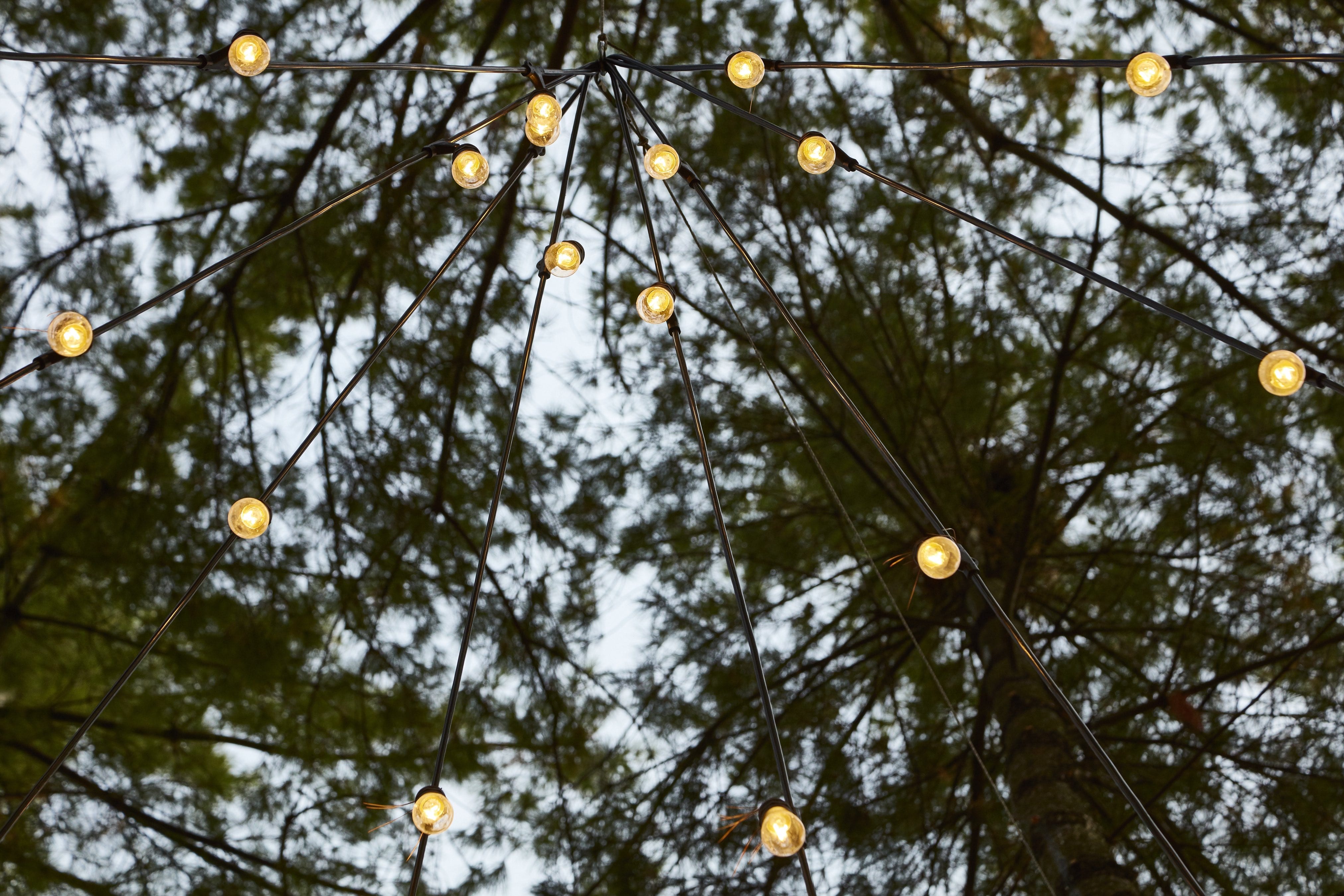 Canopy of trees with fairy lights.