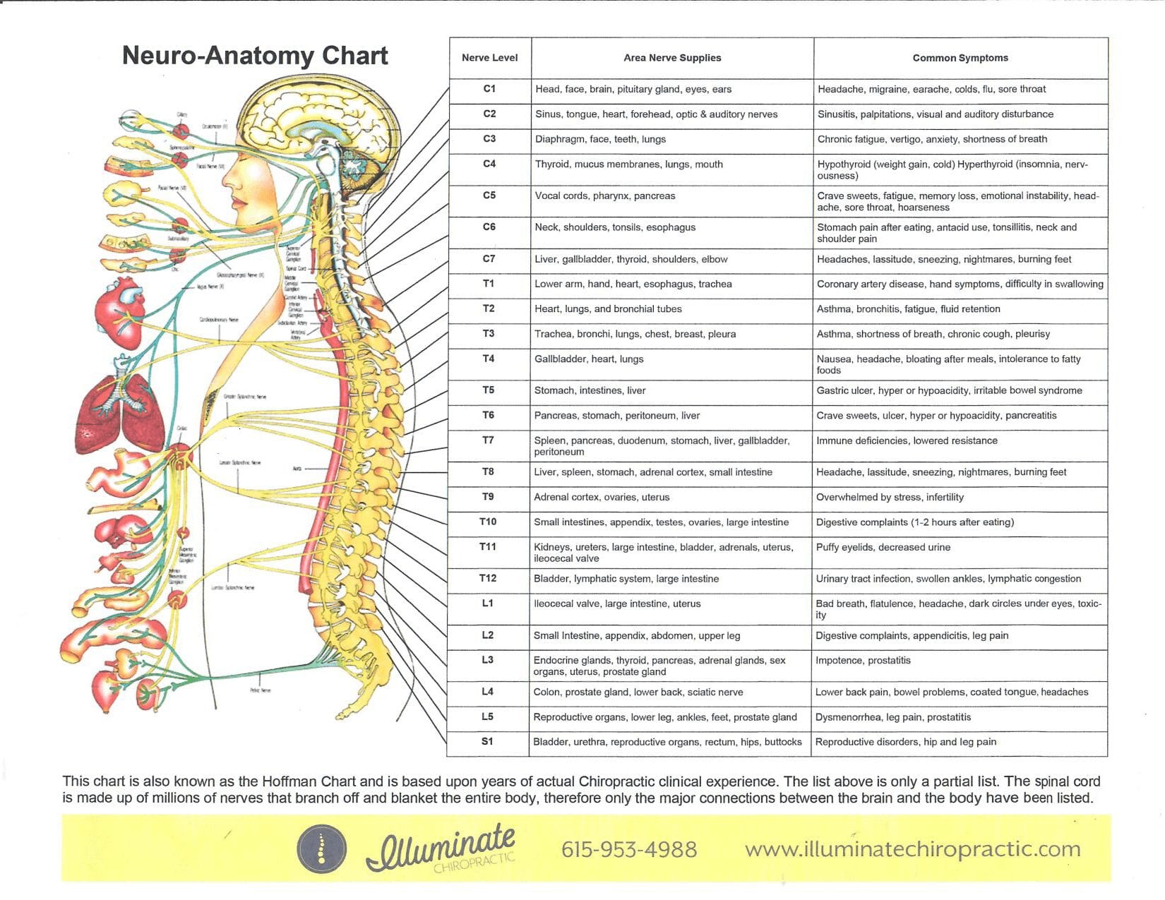 Illuminate Chiropractic neuro-anatomy chart