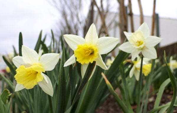 Center 615 Nashville Campus Daffodils wisdom