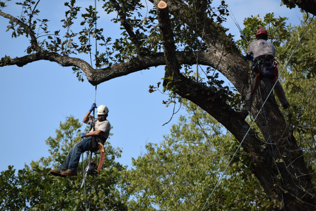 Druid Tree Service tree climbers