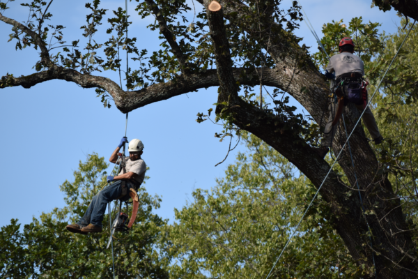 Druid Tree Service Inc Member Spotlight C