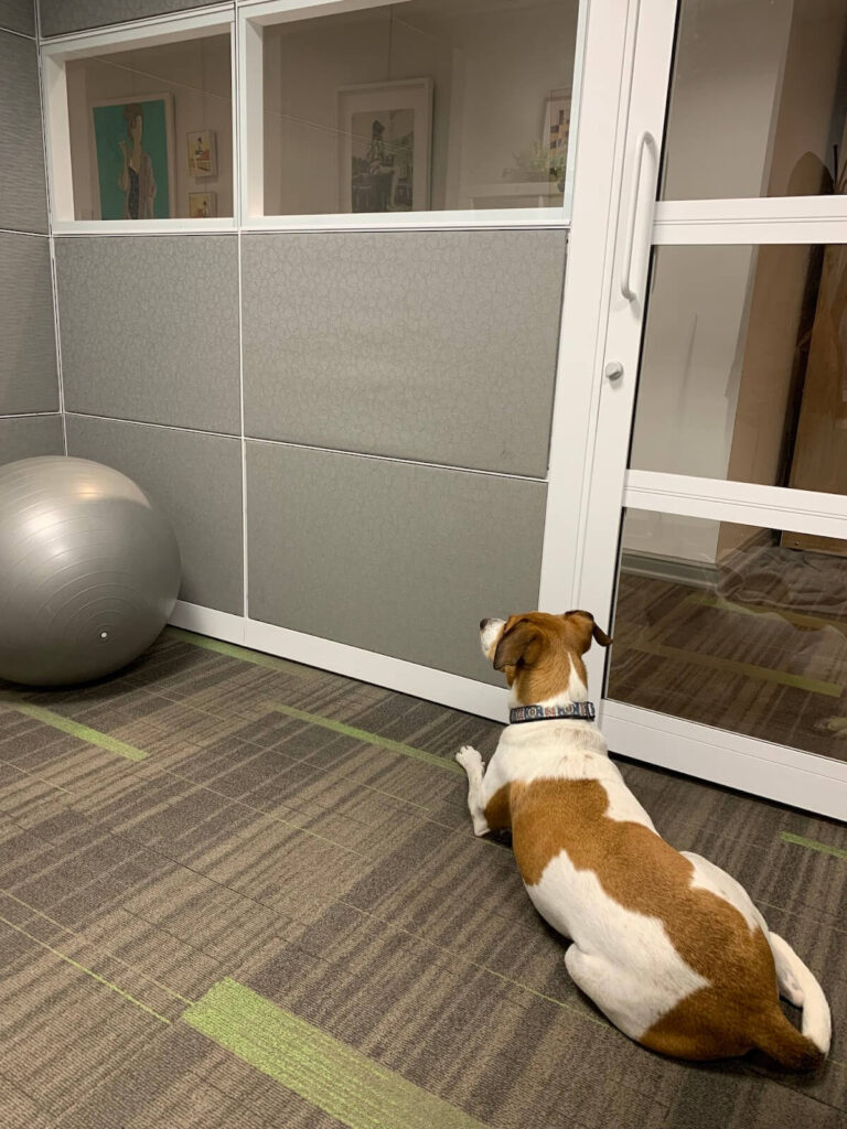 Dog laying down in a dog-friendly office.